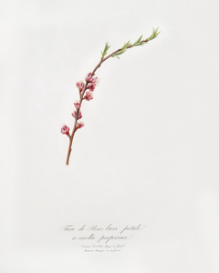 Peach blossom Prunus persica from Pomona Italiana 1817 - 1839 by Giorgio Gallesio 1772-1839. 