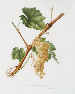 Vermentino grapes Vitis ligustica feracissima from Pomona Italiana 1817 - 1839 by Giorgio Gallesio 1772-1839. 