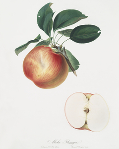 Apple Malus domestica from Pomona Italiana 1817 - 1839 by Giorgio Gallesio 1772-1839. 