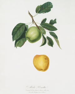 Apple Malus pumila from Pomona Italiana 1817 - 1839 by Giorgio Gallesio 1772-1839. 
