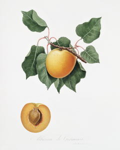 Apple Malus domestica from Pomona Italiana 1817 - 1839 by Giorgio Gallesio 1772-1839. 