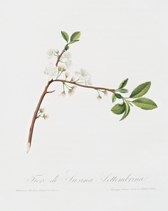 Flower of Plum Fiore di Susina Settembrina from Pomona Italiana 1817 - 1839 by Giorgio Gallesio 1772-1839. 