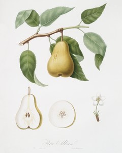 Pear Pyrus Laurina from Pomona Italiana 1817 - 1839 by Giorgio Gallesio 1772-1839. 