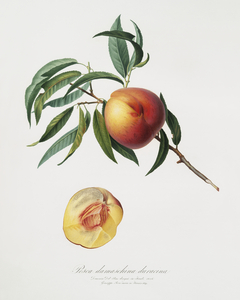 Peach Persica julodermis from Pomona Italiana 1817 - 1839 by Giorgio Gallesio 1772-1839. 