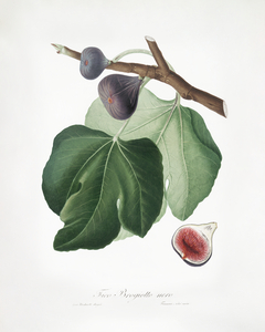 Black Fig Ficus carica from Pomona Italiana 1817 - 1839 by Giorgio Gallesio 1772-1839. 