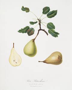 Pear Pyrus communis from Pomona Italiana 1817 - 1839 by Giorgio Gallesio 1772-1839. 