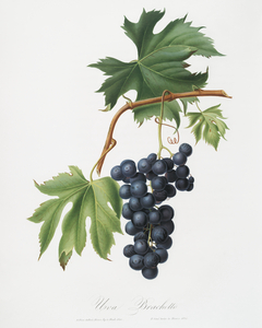 Brachetto grape Vitis vinifera niceaensis from Pomona Italiana 1817 - 1839 by Giorgio Gallesio 1772-1839. 