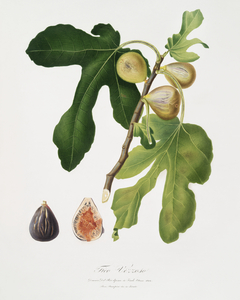 Figs Ficus carica sativa from Pomona Italiana 1817 - 1839 by Giorgio Gallesio 1772-1839. 