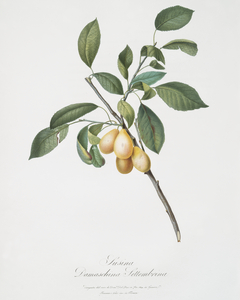 Plum Prunus Damascena from Pomona Italiana 1817 - 1839 by Giorgio Gallesio 1772-1839. 