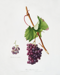 Grape Barbarossa Vitis vinifera from Pomona Italiana 1817 - 1839 by Giorgio Gallesio 1772-1839. 