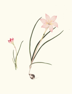 1. Zephyranthes Carinatus. 2. Zephyranthes Rosea. 1834