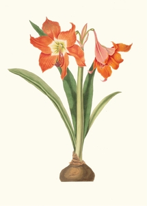 Amaryllis Equestris Major 1834