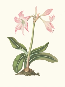 Amaryllis Steilatafolia 1834