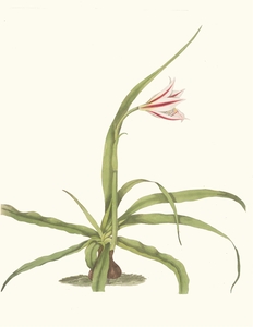 Crinum Yuccæides 1834