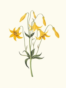 Lilium Canadense. [Canada Lily Wild Yellow Lily] 183400