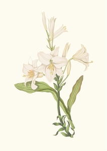 Lilium Candidum 1834