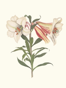 Lilium Japonicum. 1834