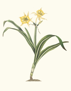 Pancratium Amancaes 1834