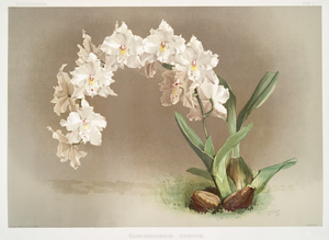 Odontoglossum crispum from Reichenbachia Orchids 1888-1894 by Frederick Sander 1847-1920. 