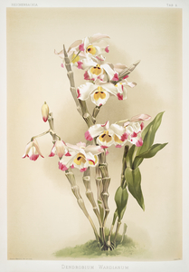 Dendrobium wardianum from Reichenbachia Orchids 1888-1894 illustrated by Frederick Sander 1847-1920. 