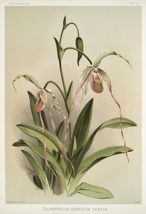 Selenipedium hybridum grande from Reichenbachia Orchids 1888-1894 illustrated by Frederick Sander 1847-1920. 