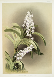 Saccolabium cœleste from Reichenbachia Orchids 1888-1894 illustrated by Frederick Sander 1847-1920. 