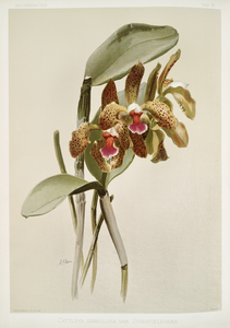 Cattleya granulosa var schofieldiana from Reichenbachia Orchids 1888-1894 illustrated by Frederick Sander 1847-1920. 