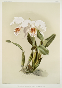 Cattleya mossiæ var reineckiana from Reichenbachia Orchids 1888-1894 illustrated by Frederick Sander 1847-1920. 