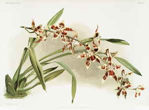 Odontoglossum coradinei from Reichenbachia Orchids 1888-1894 illustrated by Frederick Sander 1847-1920. 