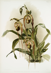 Selenipedium hybridum nitidissimum from Reichenbachia Orchids 1888-1894 illustrated by Frederick Sander 1847-1920. 