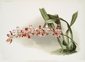 Odontoglossum hybridum leroyanum from Reichenbachia Orchids 1888-1894 illustrated by Frederick Sander 1847-1920. 