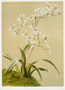 Odontoglossum ramosissimum from Reichenbachia Orchids 1888-1894 illustrated by Frederick Sander 1847-1920. 