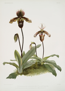 Cypripedium hybridum pollettianum Cypripedium hybridum maynardii from Reichenbachia Orchids 1888-1894 illustrated by Frederick Sander 1847-1920. 