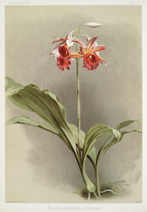 Phaius hybridus cooksonii from Reichenbachia Orchids 1888-1894 illustrated by Frederick Sander 1847-1920. 