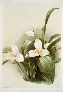 Lycaste skinnerii armeniaca from Reichenbachia Orchids 1888-1894 illustrated by Frederick Sander 1847-1920. 