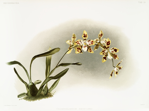 Odontoglossum excellens from Reichenbachia Orchids 1888-1894 illustrated by Frederick Sander 1847-1920. 