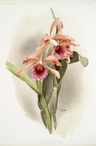 Lælia grandis from Reichenbachia Orchids 1888-1894 illustrated by Frederick Sander 1847-1920. 