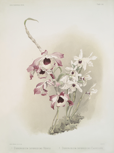 Dendrobium hybridum venus Dendrobium hybridum cassiope from Reichenbachia Orchids 1888-1894 illustrated by Frederick Sander 1847-1920. 