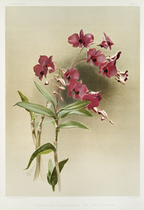Dendrobium phalænopsis var statterianum from Reichenbachia Orchids 1888-1894 illustrated by Frederick Sander 1847-1920. 