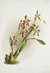 Odontoglossum wattianum from Reichenbachia Orchids 1888-1894 illustrated by Frederick Sander 1847-1920. 