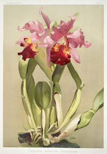 Cattleya hybrida hardyana from Reichenbachia Orchids 1888-1894 illustrated by Frederick Sander 1847-1920. 
