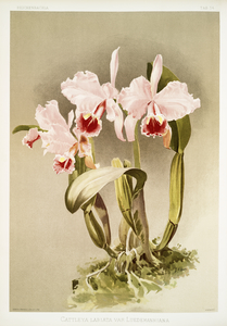 Cattleya labiata var luedemanniana from Reichenbachia Orchids 1888-1894 illustrated by Frederick Sander 1847-1920. 