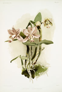 Cattleya brieniana from Reichenbachia Orchids 1888-1894 illustrated by Frederick Sander 1847-1920. 