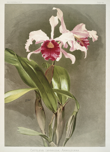 Cattleya hybrida arnoldiana from Reichenbachia Orchids 1888-1894 illustrated by Frederick Sander 1847-1920. 