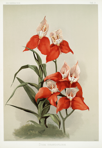 Disa grandiflora from Reichenbachia Orchids 1888-1894 illustrated by Frederick Sander 1847-1920. 
