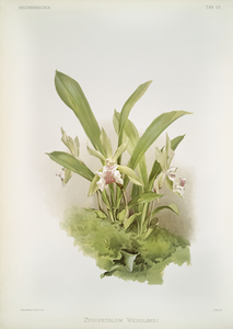 Zygopetalum wendlandi from Reichenbachia Orchids 1888-1894 illustrated by Frederick Sander 1847-1920. 