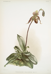 Cypripedium selligerum majus from Reichenbachia Orchids 1888-1894 illustrated by Frederick Sander 1847-1920. 