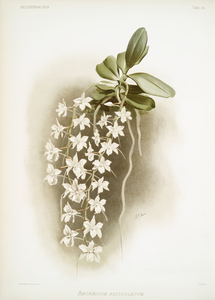 Angræcum articulatum from Reichenbachia Orchids 1888-1894 illustrated by Frederick Sander 1847-1920. 