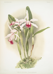 Cattleya amethystoglossa from Reichenbachia Orchids 1888-1894 illustrated by Frederick Sander 1847-1920. 