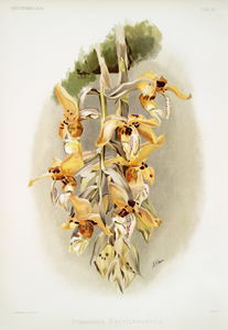 Stanhopea shuttleworthii from Reichenbachia Orchids 1888-1894 illustrated by Frederick Sander 1847-1920. 